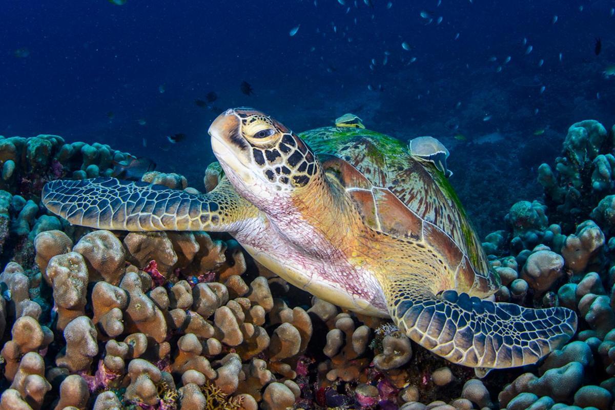 Meno Turtle Bungalows Gili Meno Exterior foto